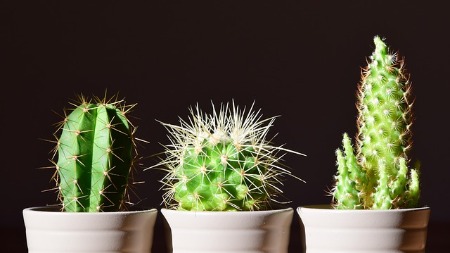 Kind Cactus